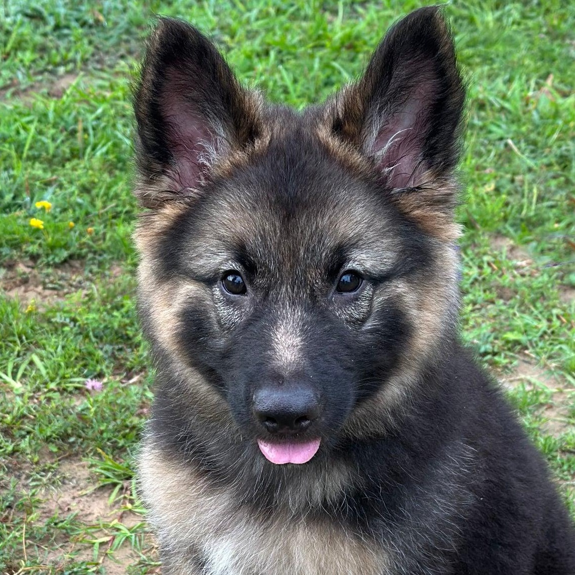 Enlarge Thelma, a Adopted German Shepherd Dog in Glocester, RI image 1/6
