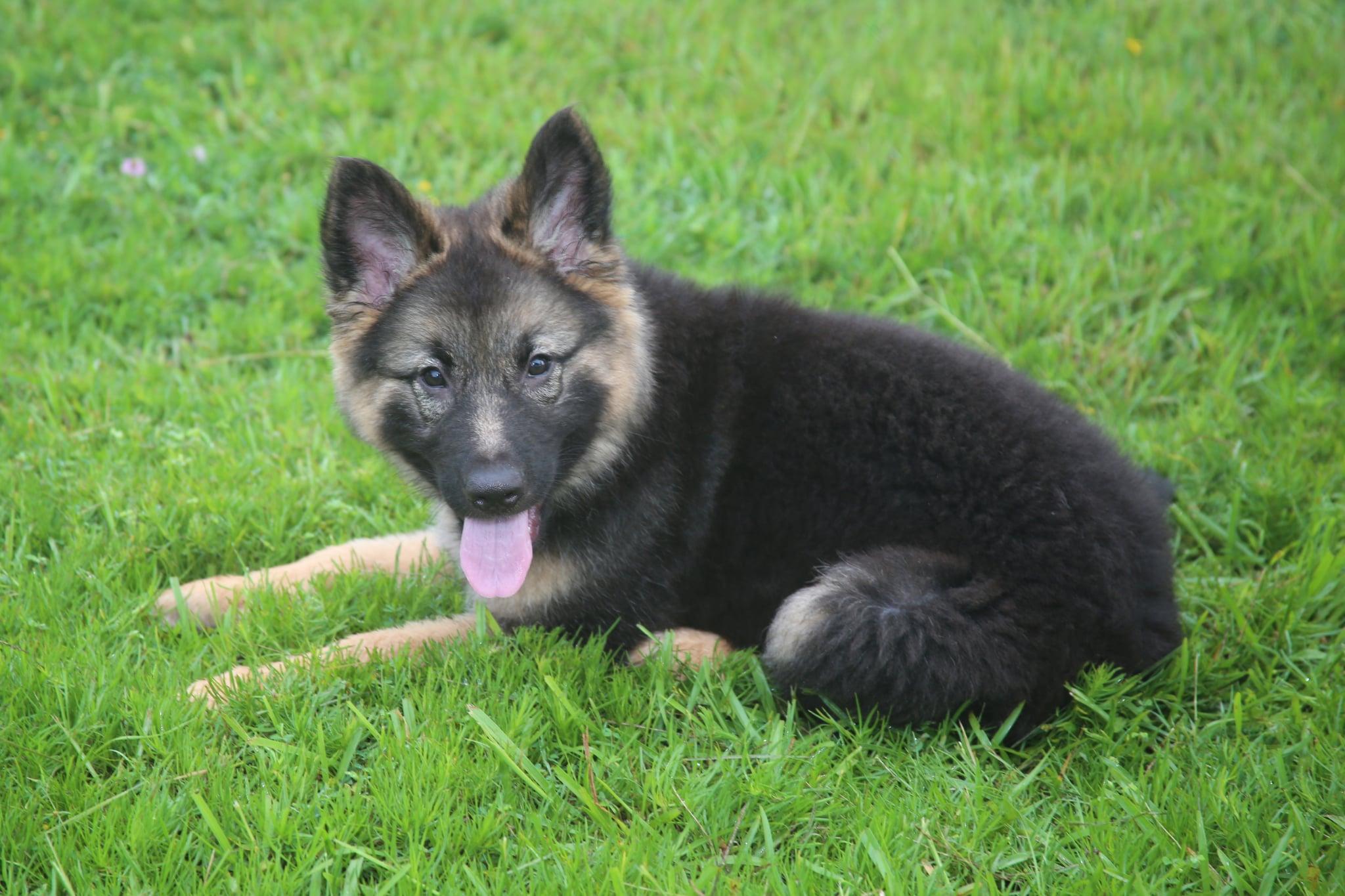 Enlarge Thelma, a Adopted German Shepherd Dog in Glocester, RI image 5/6