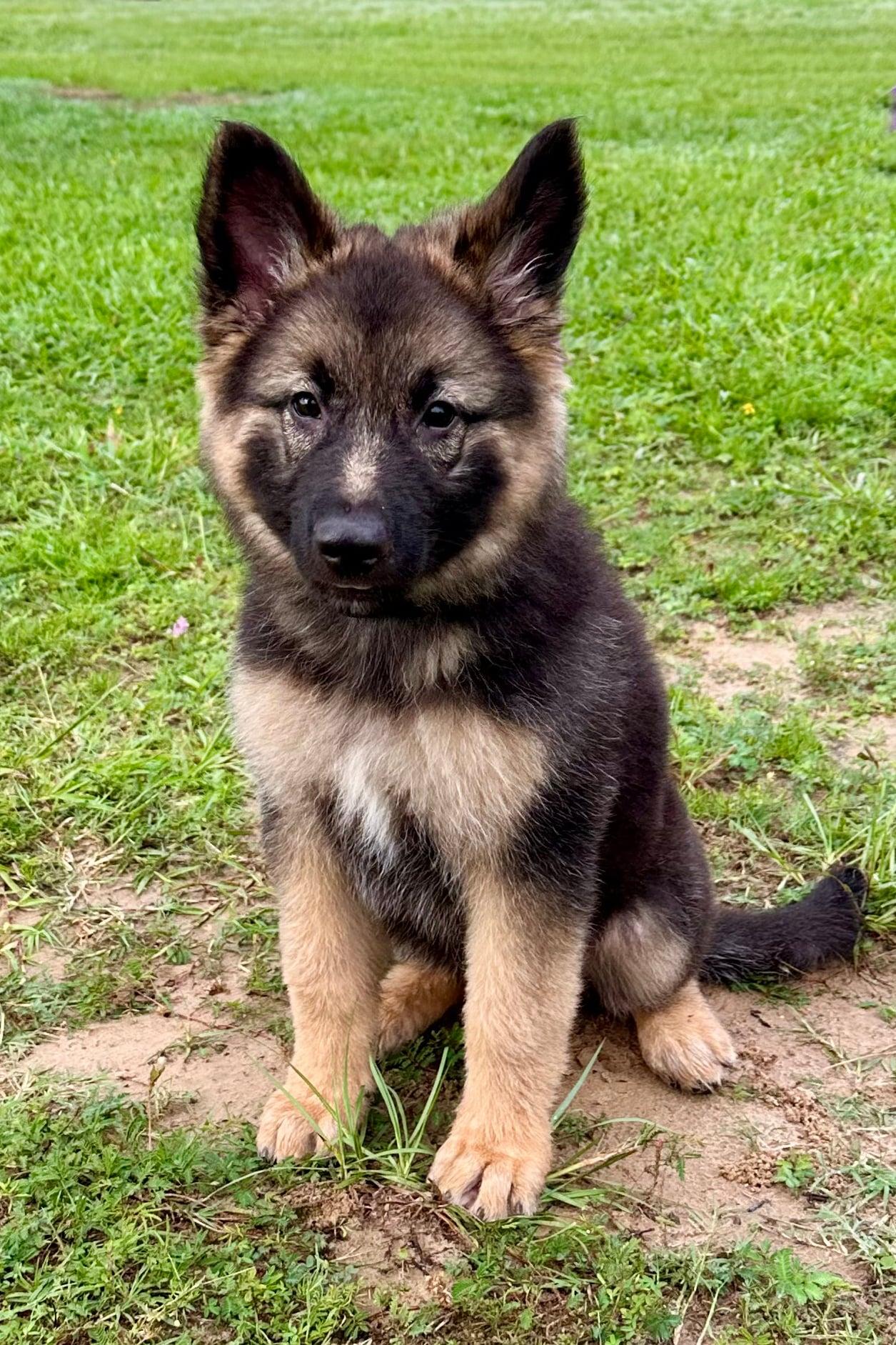 Enlarge Thelma, a Adopted German Shepherd Dog in Glocester, RI image 6/6