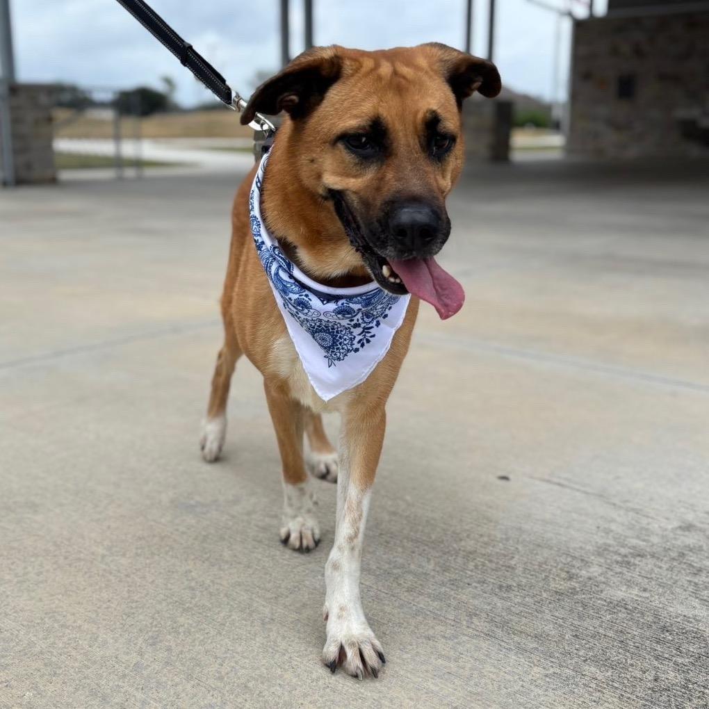 Pecan — thumbnail 2