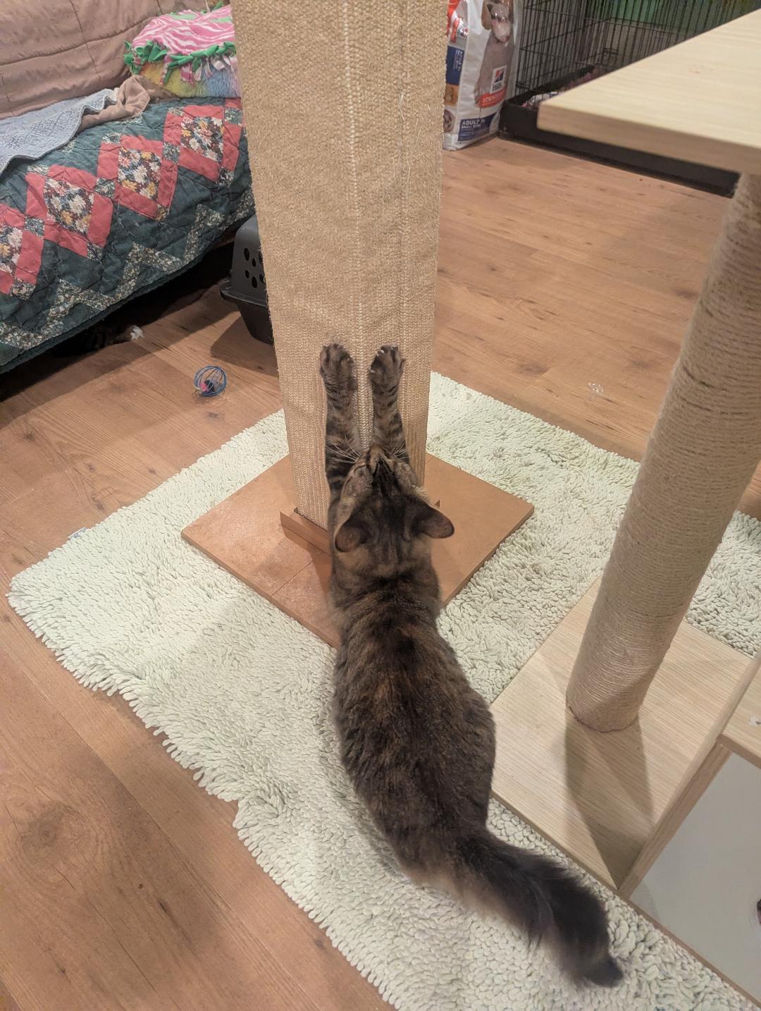 STARBURST - PRETTY SWEET YOUNG ADULT, a Adoptable mixed breed in Plano, TX image 3/3