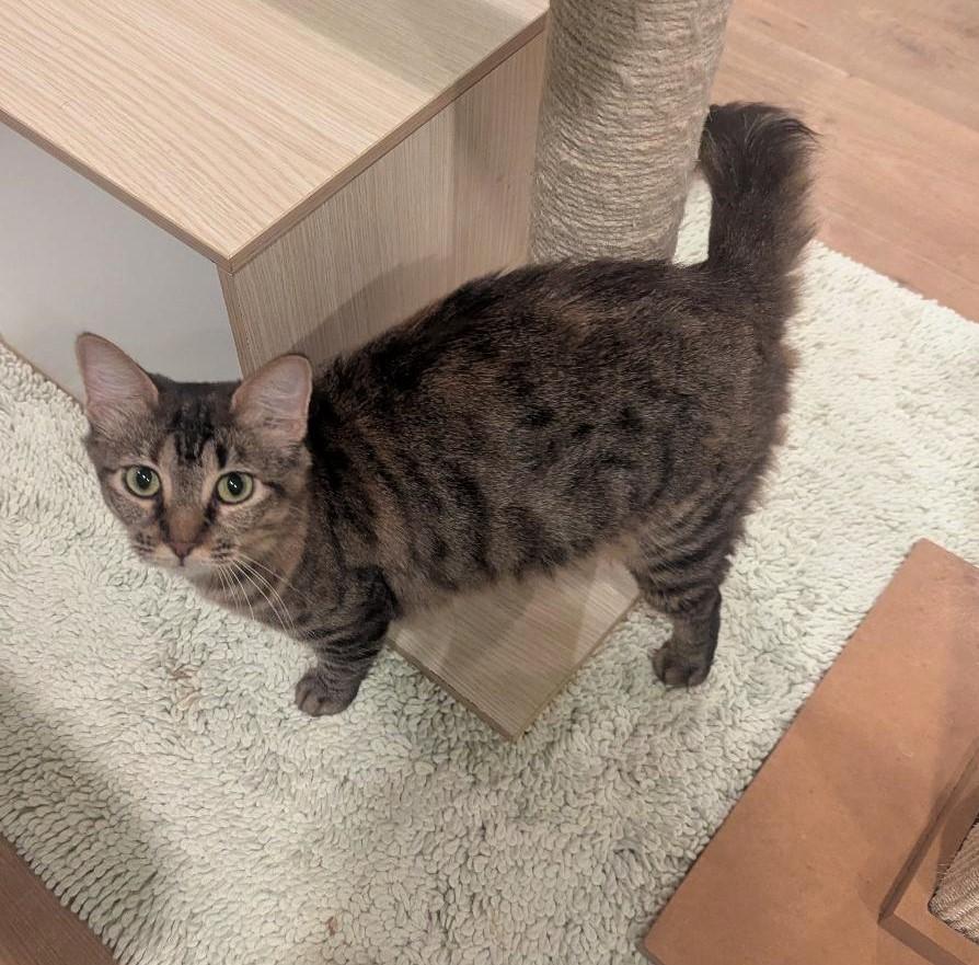 STARBURST - PRETTY SWEET YOUNG ADULT, a Adoptable mixed breed in Plano, TX image 2/3