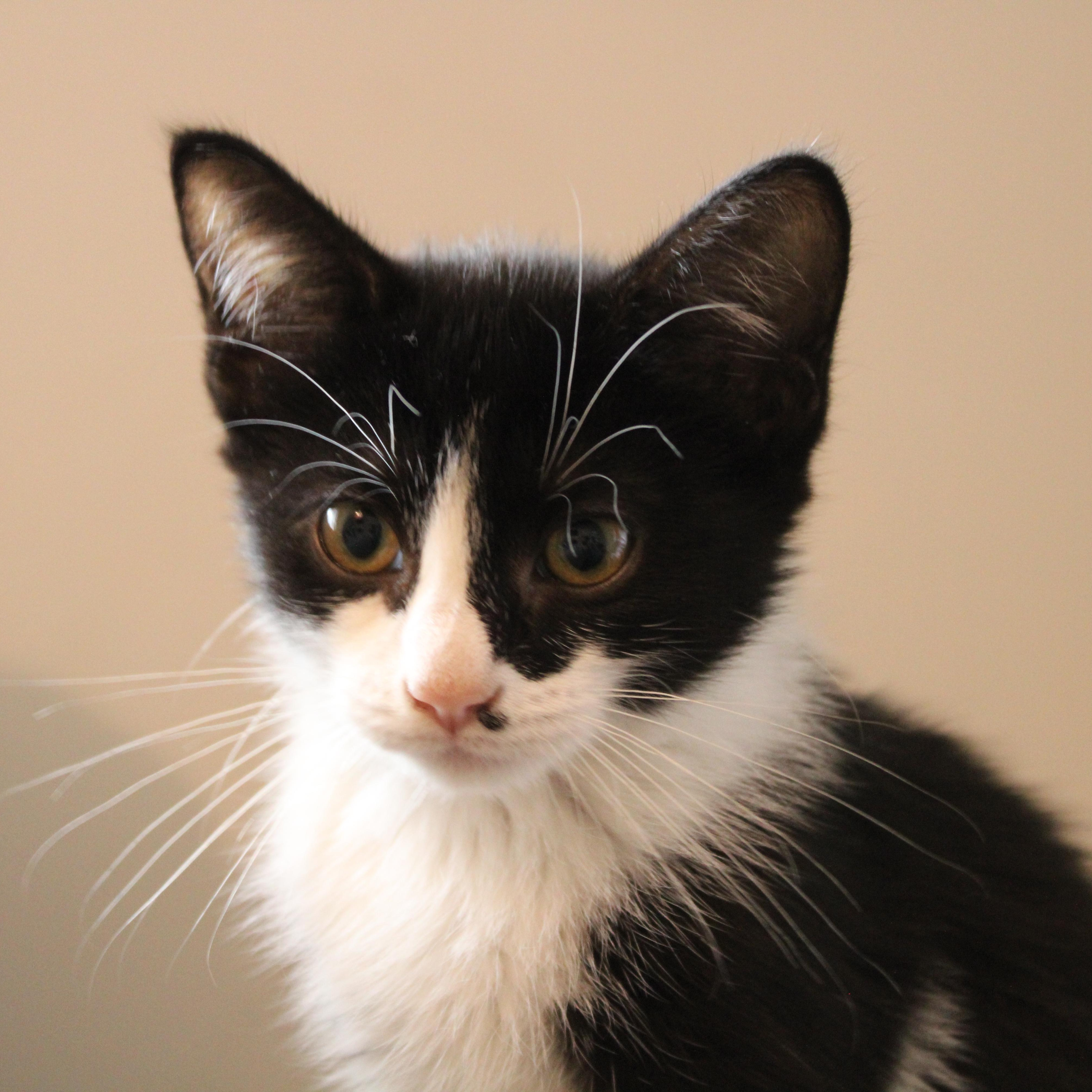 Enlarge Bucky, a Adoptable Domestic Short Hair in Beulah, MI image 1/6