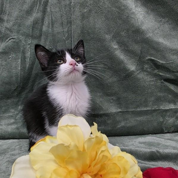 Enlarge Bucky, a Adoptable Domestic Short Hair in Beulah, MI image 5/6