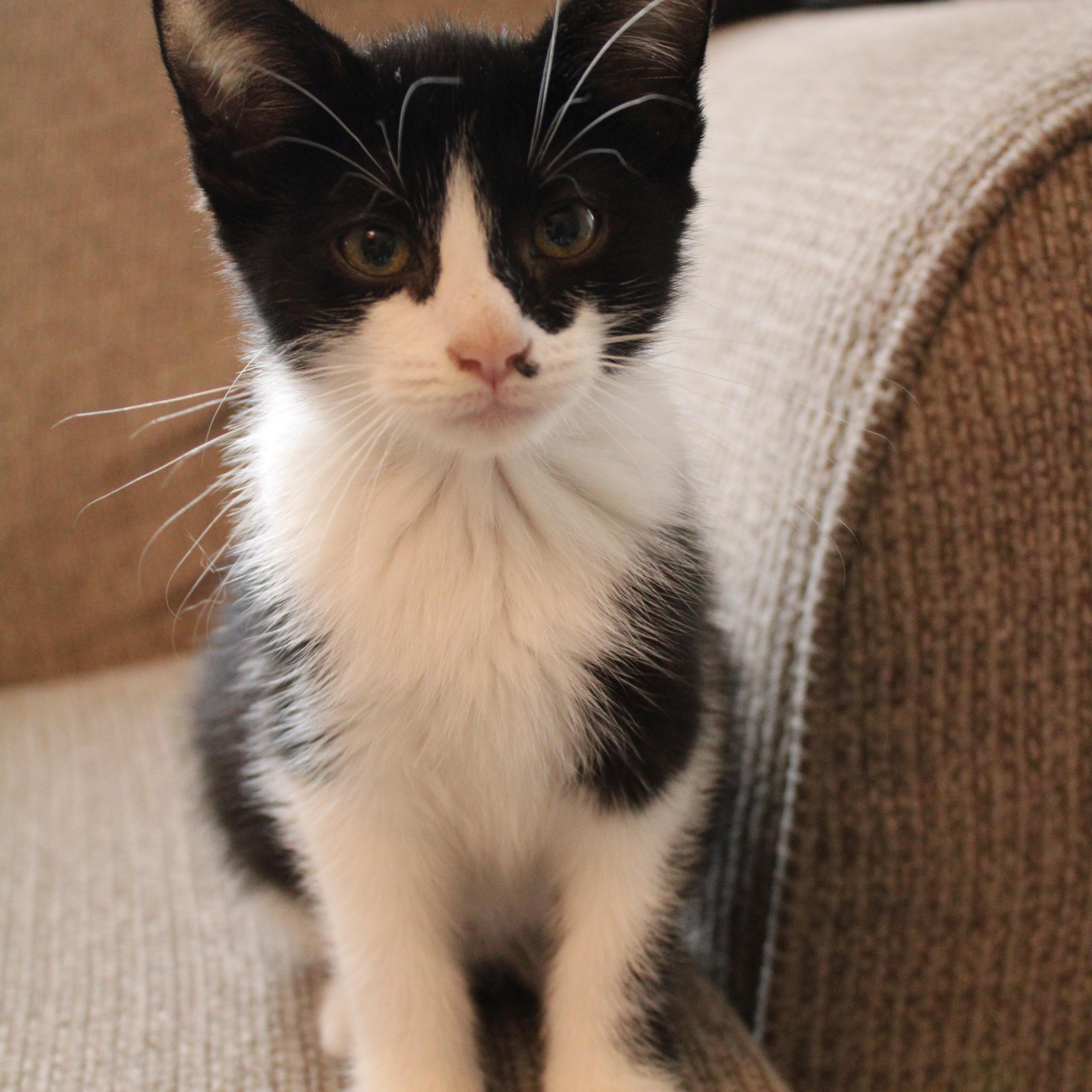 Enlarge Bucky, a Adoptable Domestic Short Hair in Beulah, MI image 3/6