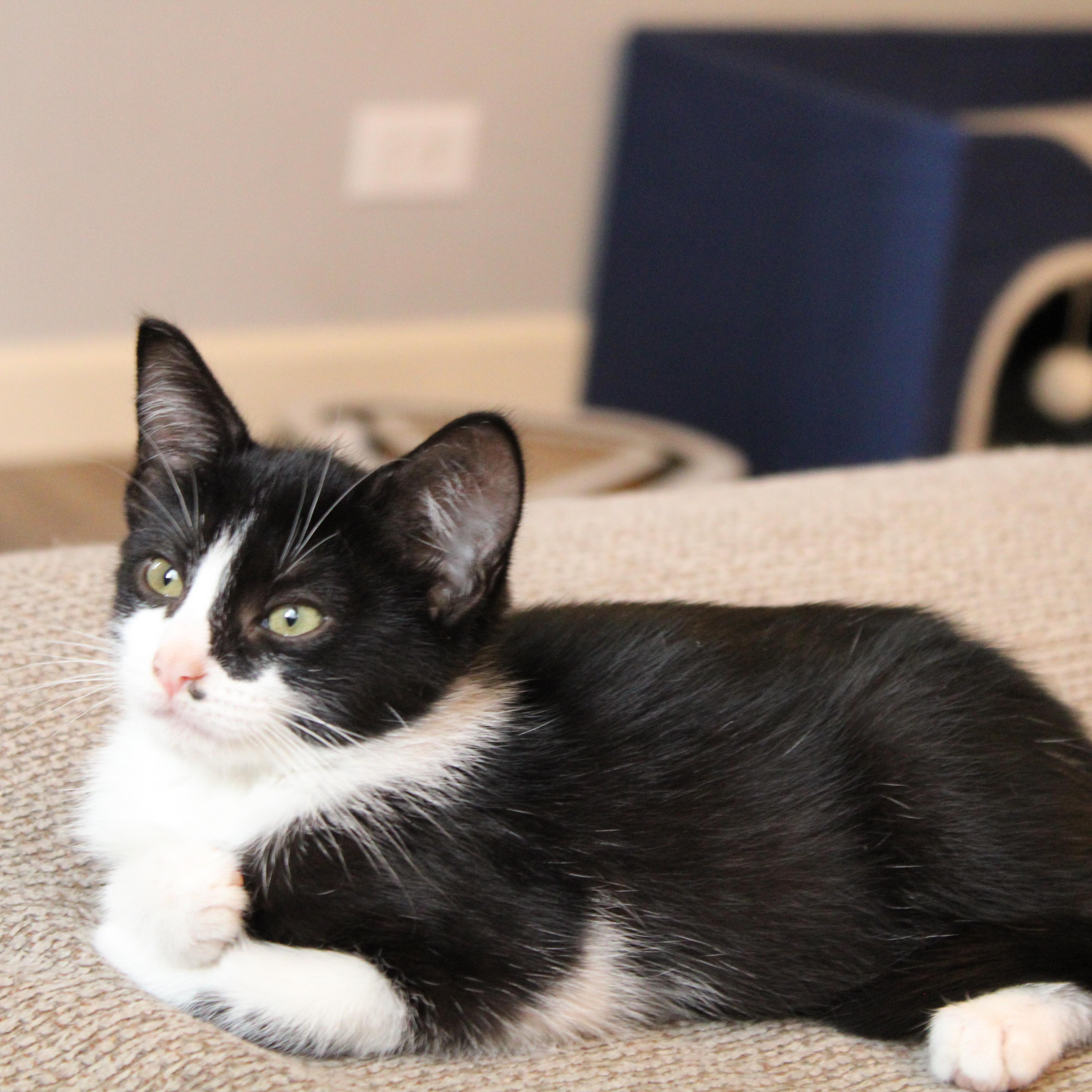 Enlarge Bucky, a Adoptable Domestic Short Hair in Beulah, MI image 6/6