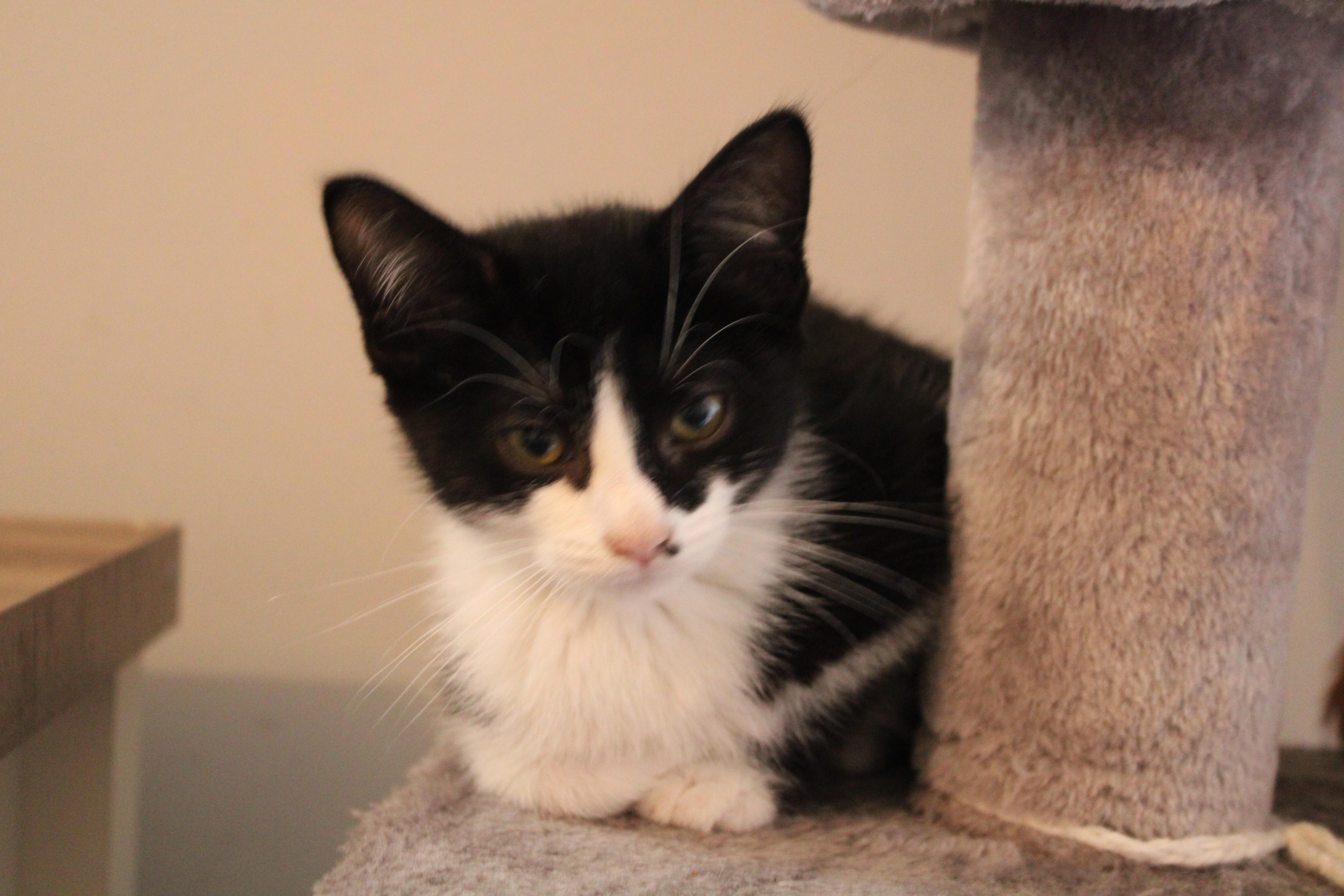 Enlarge Bucky, a Adoptable Domestic Short Hair in Beulah, MI image 2/6