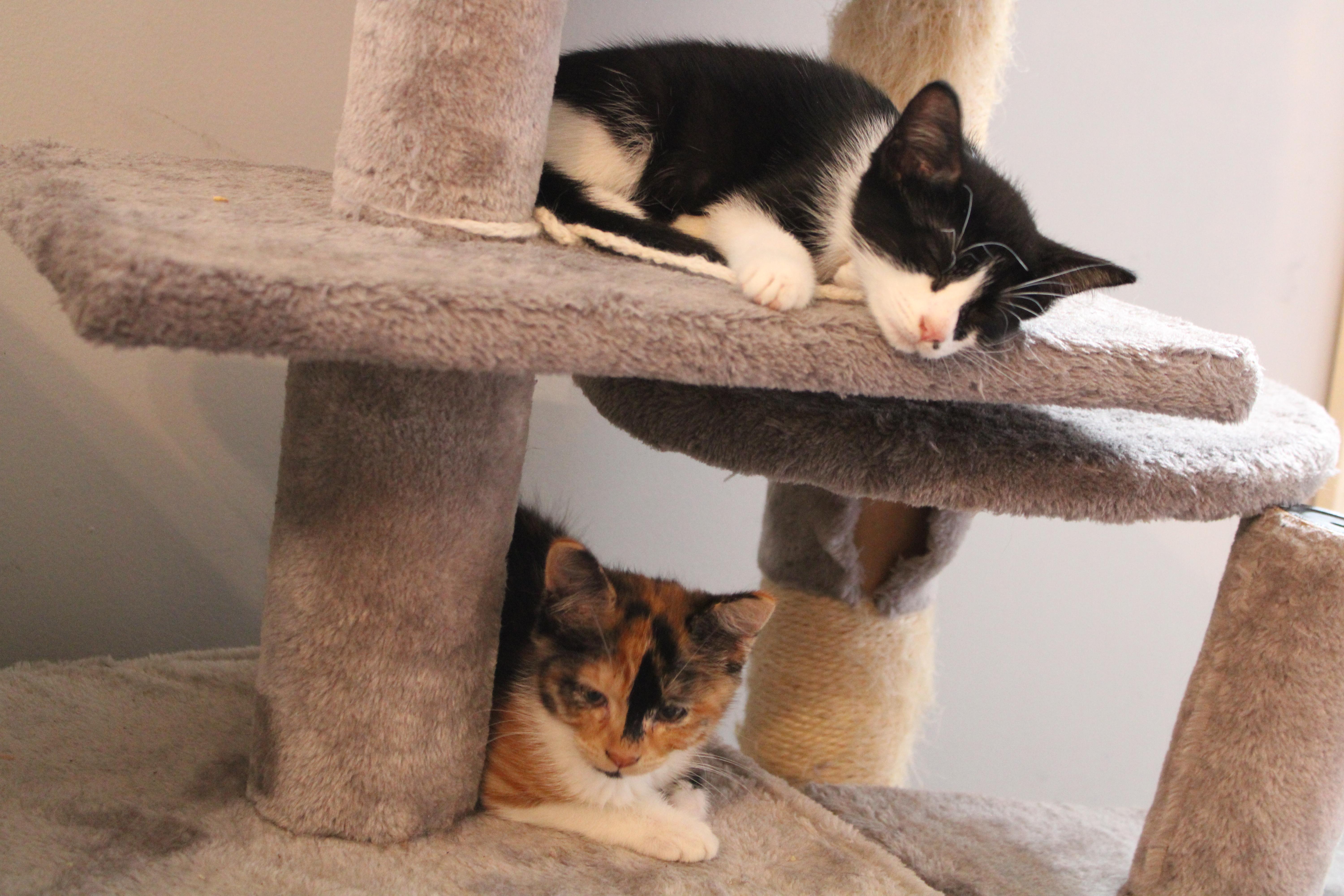 Enlarge Bucky, a Adoptable Domestic Short Hair in Beulah, MI image 4/6