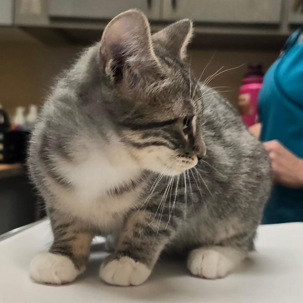 Enlarge Broccoli, a Adoptable Domestic Short Hair in Wickenburg, AZ image 1/5