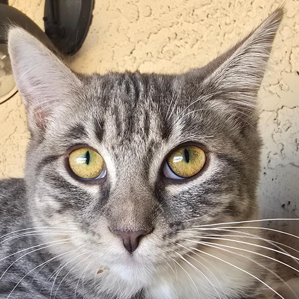 Enlarge Broccoli, a Adoptable Domestic Short Hair in Wickenburg, AZ image 2/5