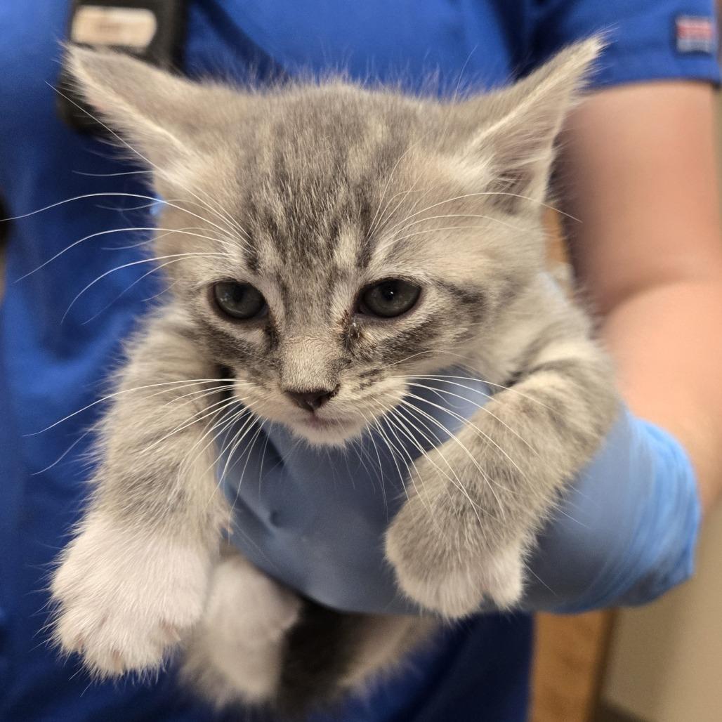 Enlarge Broccoli, a Adoptable Domestic Short Hair in Wickenburg, AZ image 3/5