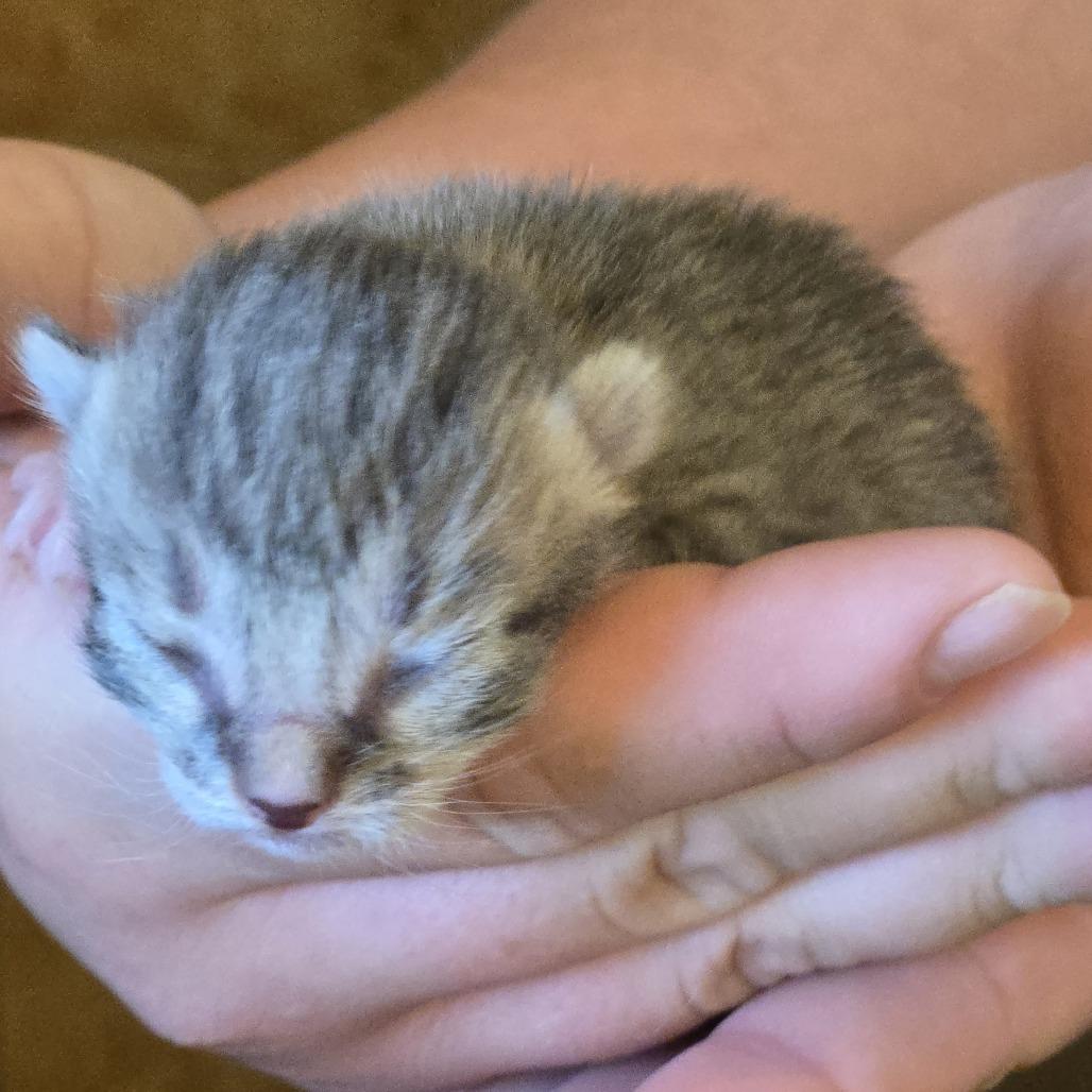 Enlarge Broccoli, a Adoptable Domestic Short Hair in Wickenburg, AZ image 4/5