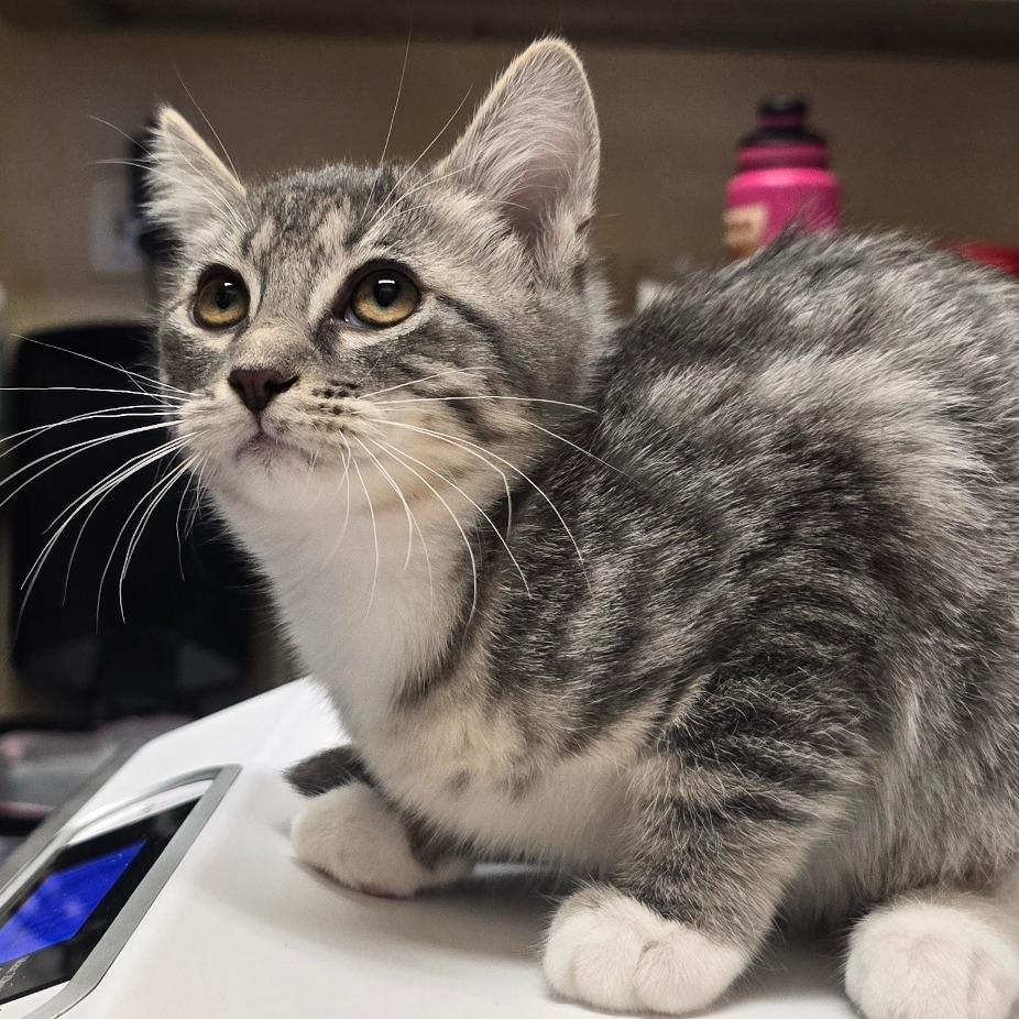 Enlarge Broccoli, a Adoptable Domestic Short Hair in Wickenburg, AZ image 5/5