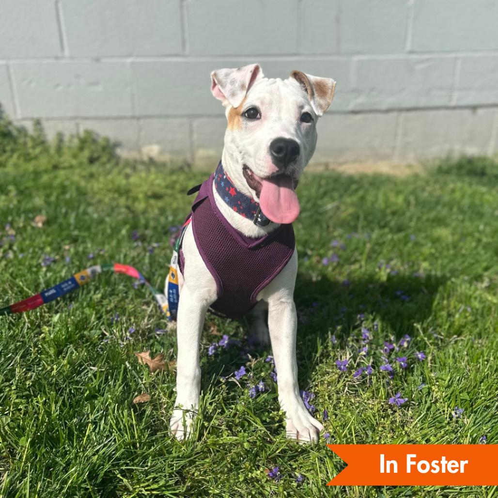 Pippi, Adoptable, Puppy Female Pit Bull Terrier.