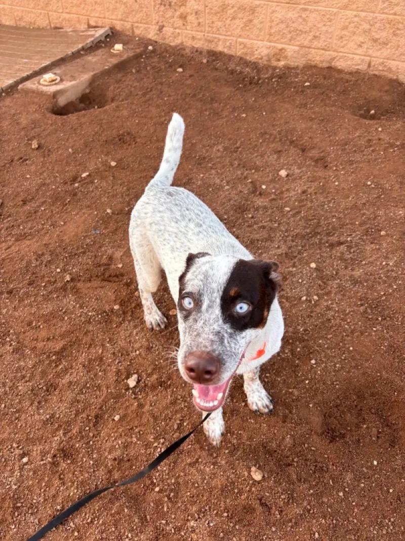 Larry, Adoptable, Adult Male Mixed Breed.