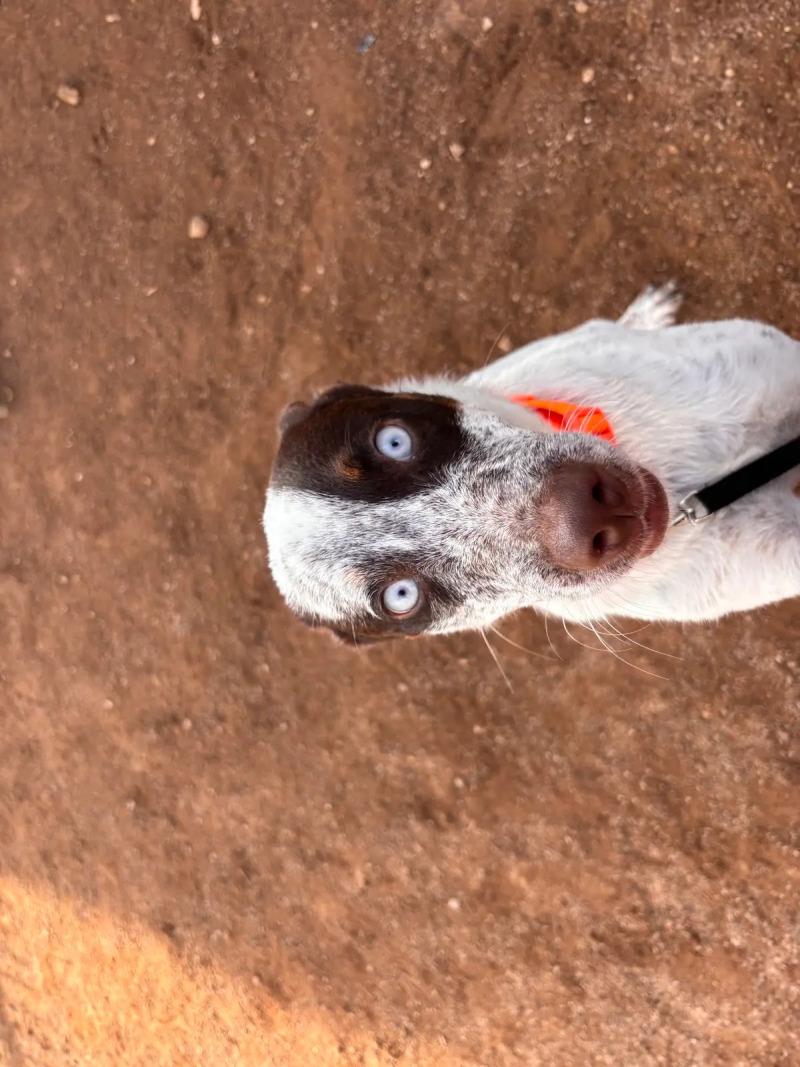 Enlarge Larry, a Adoptable Mixed Breed in Hobbs, NM image 2/2
