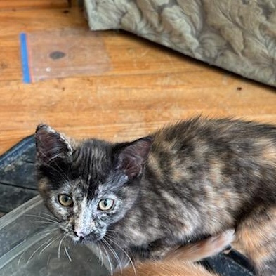 Enlarge Maisie (f) torti 4mths old, an adopted Tortoiseshell in Ottawa, ON image 3/4