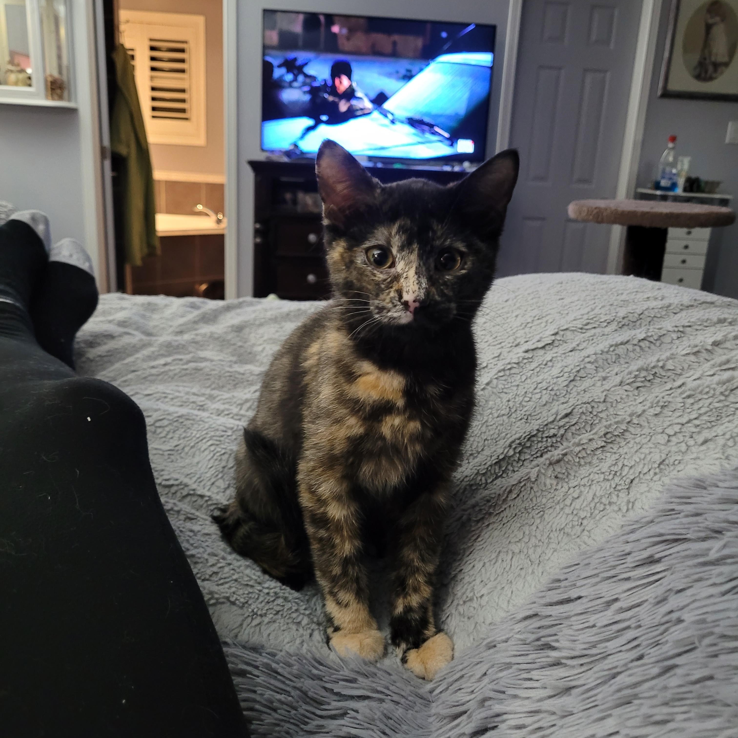 Enlarge Maisie (f) torti 4mths old, an adopted Tortoiseshell in Ottawa, ON image 1/4
