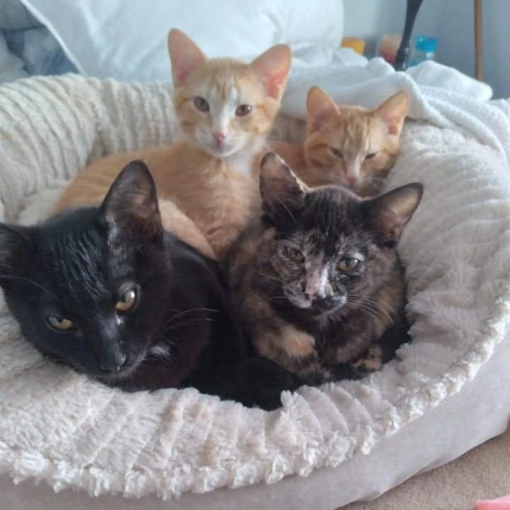 Enlarge Maisie (f) torti 4mths old, an adopted Tortoiseshell in Ottawa, ON image 4/4