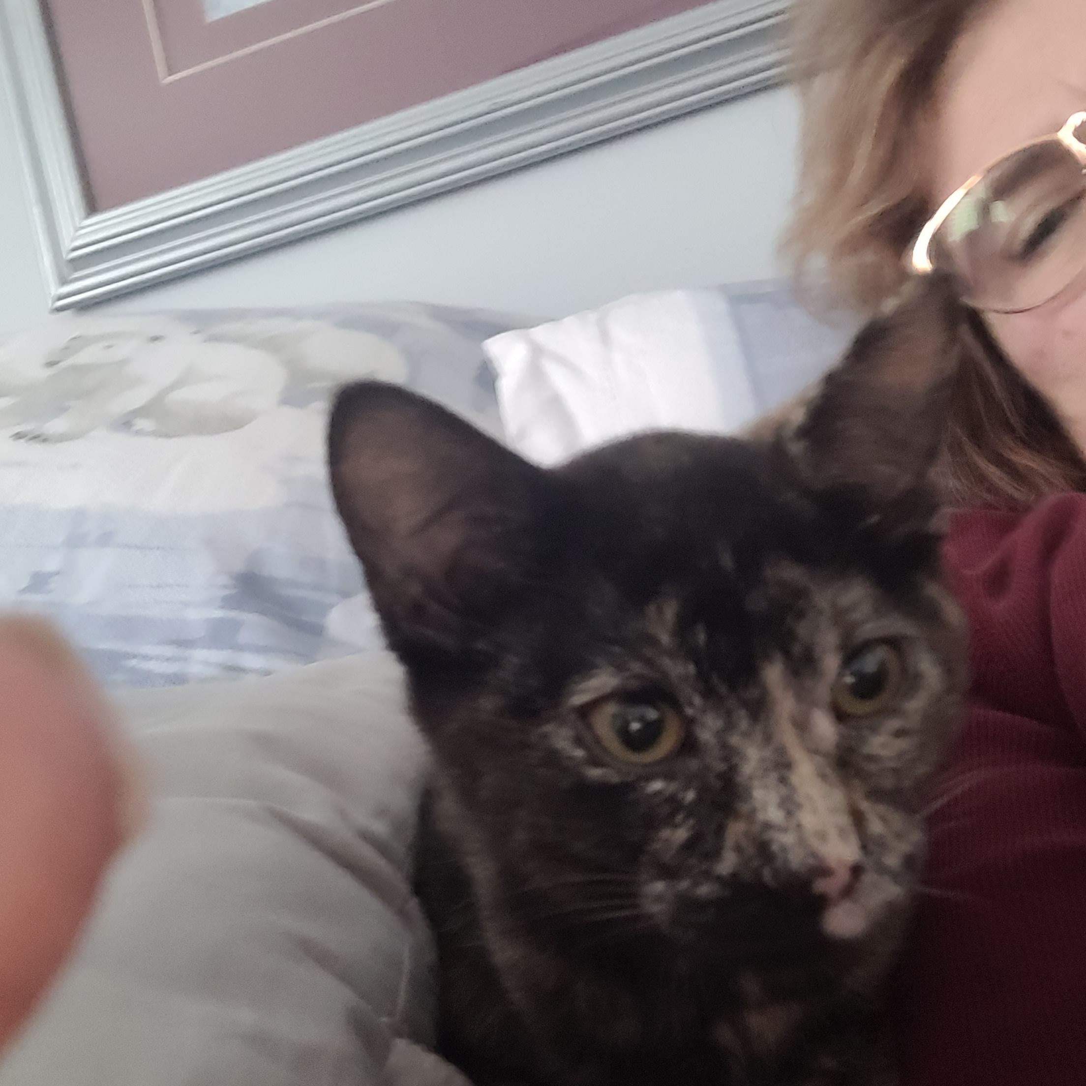 Enlarge Maisie (f) torti 4mths old, an adopted Tortoiseshell in Ottawa, ON image 2/4