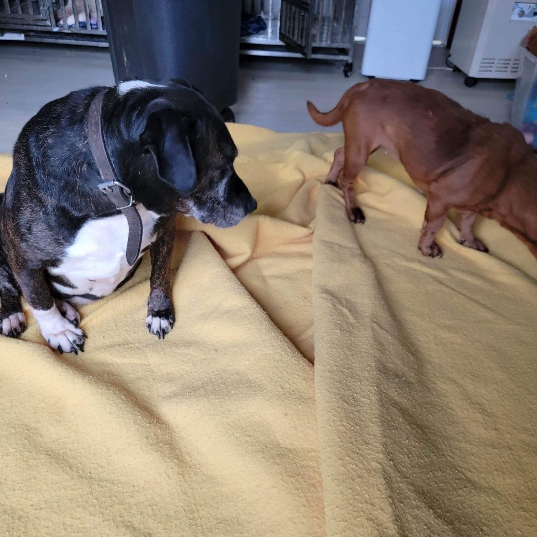 Enlarge Sugar, a Adoptable mixed breed in Mountain City, TN image 8/12