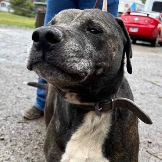 Sugar, Adoptable, Adult Male Black Labrador Retriever & American Staffordshire Terrier.