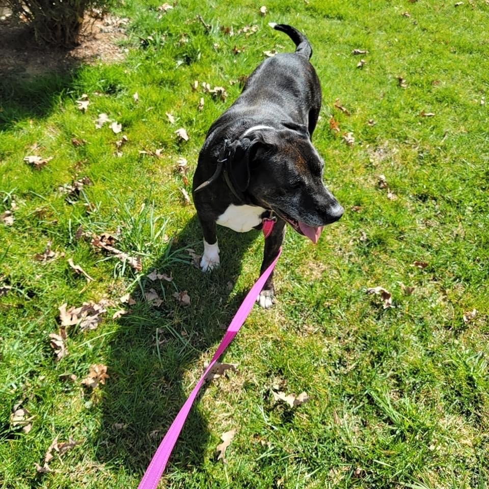 Enlarge Sugar, a Adoptable mixed breed in Mountain City, TN image 9/12