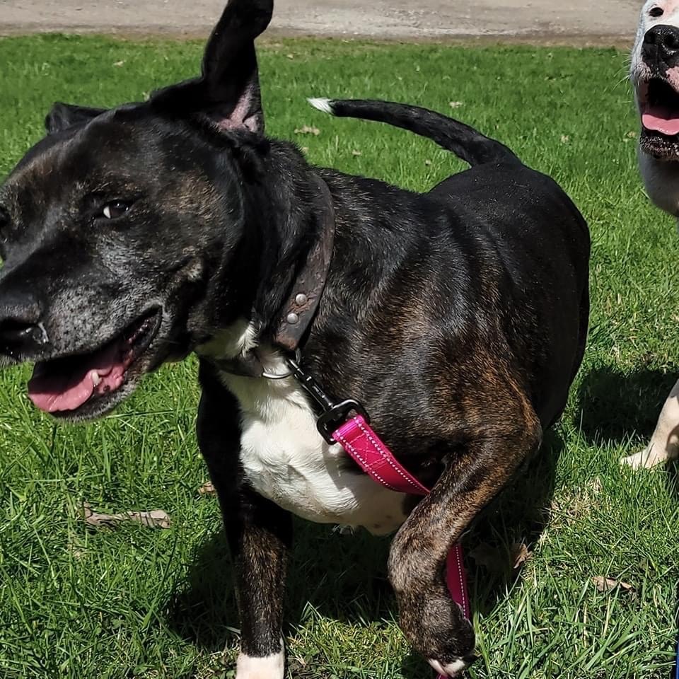 Enlarge Sugar, a Adoptable mixed breed in Mountain City, TN image 10/12