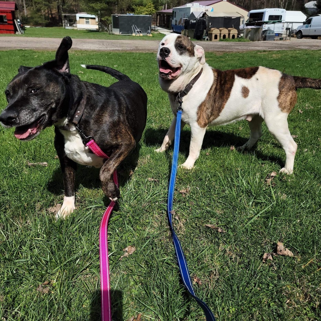 Enlarge Sugar, a Adoptable mixed breed in Mountain City, TN image 11/12