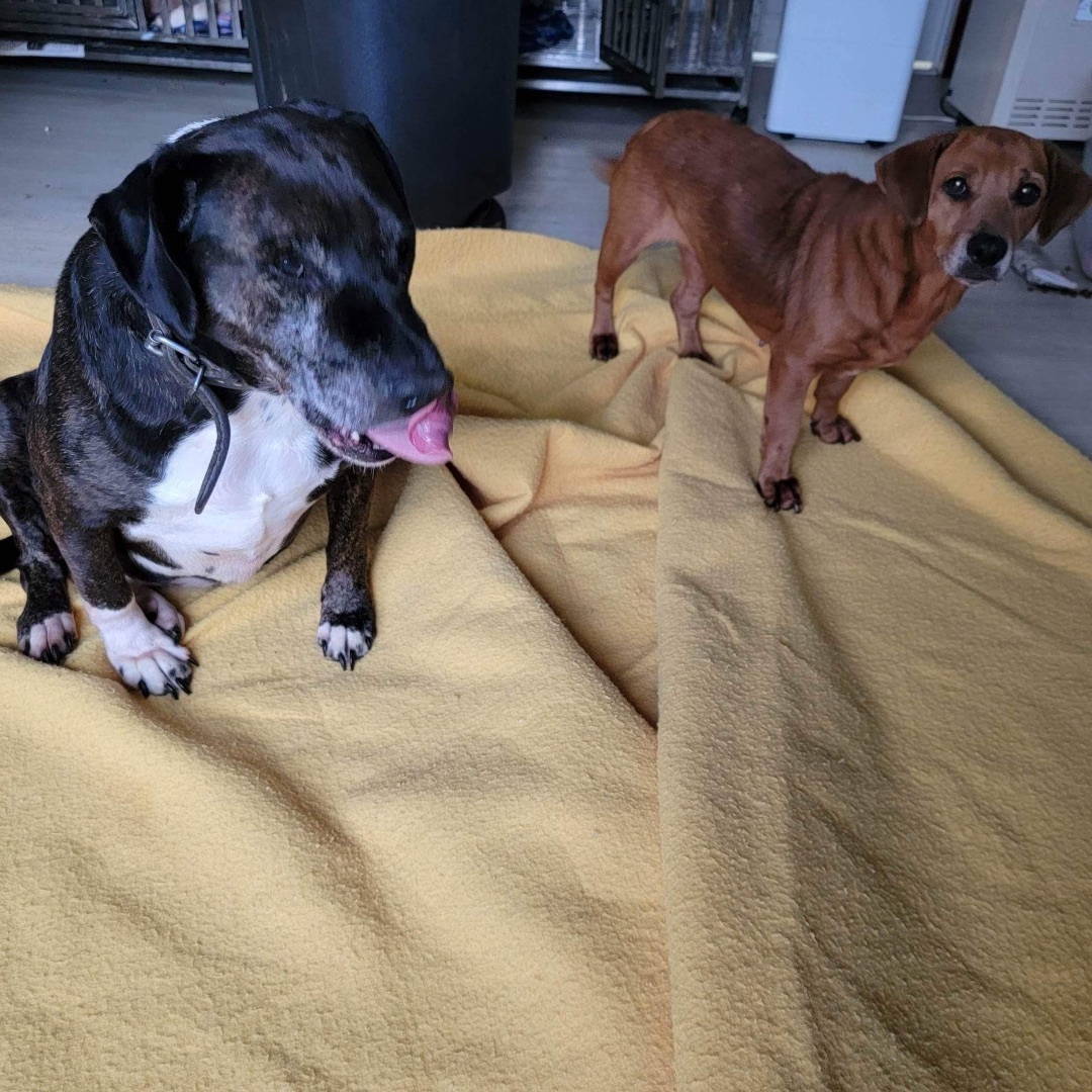 Enlarge Sugar, a Adoptable mixed breed in Mountain City, TN image 12/12