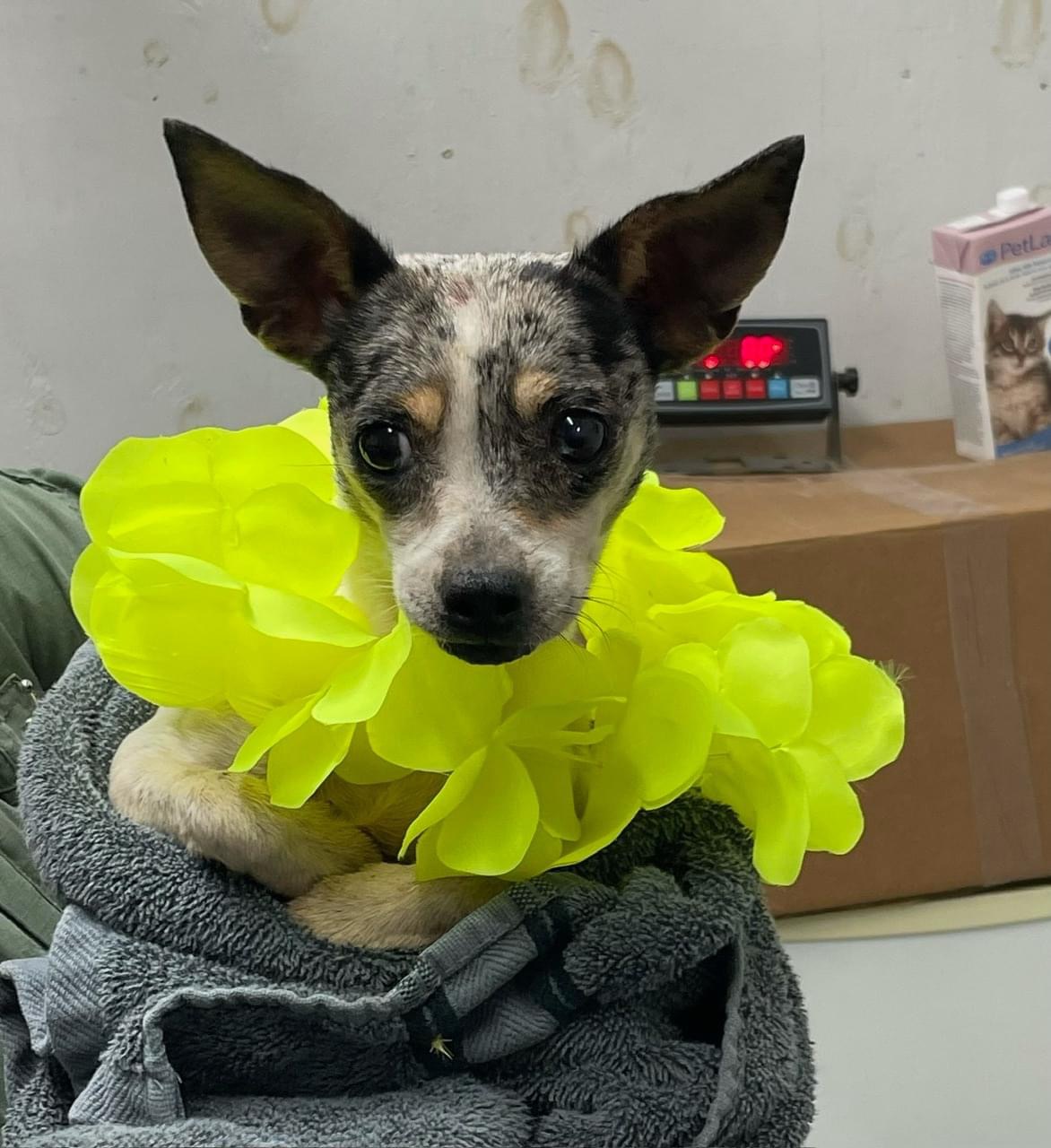 Cindy, Adopted, Adult Female Mixed Breed.