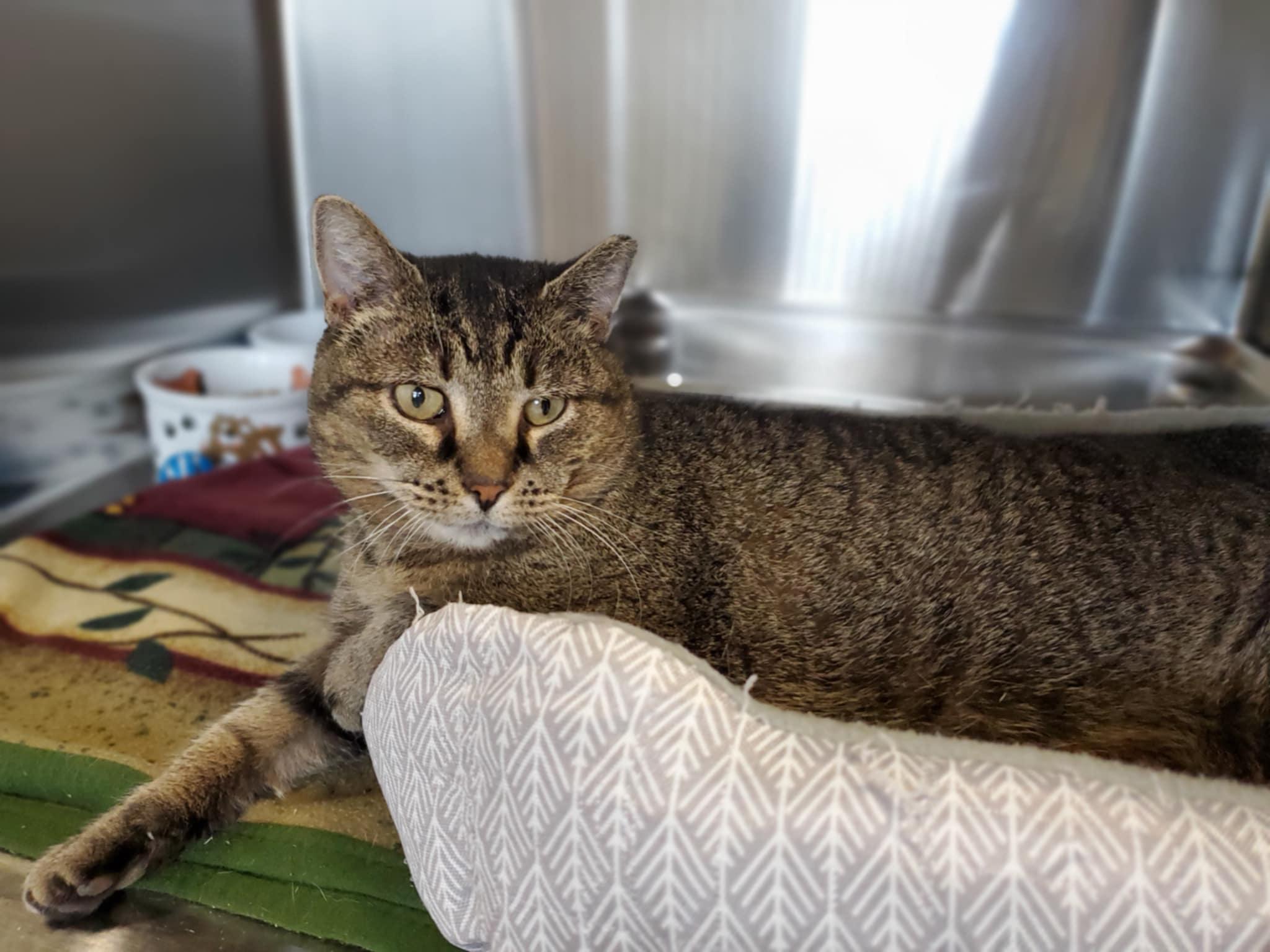 Grand Mama, Adoptable, Senior Female Domestic Short Hair.