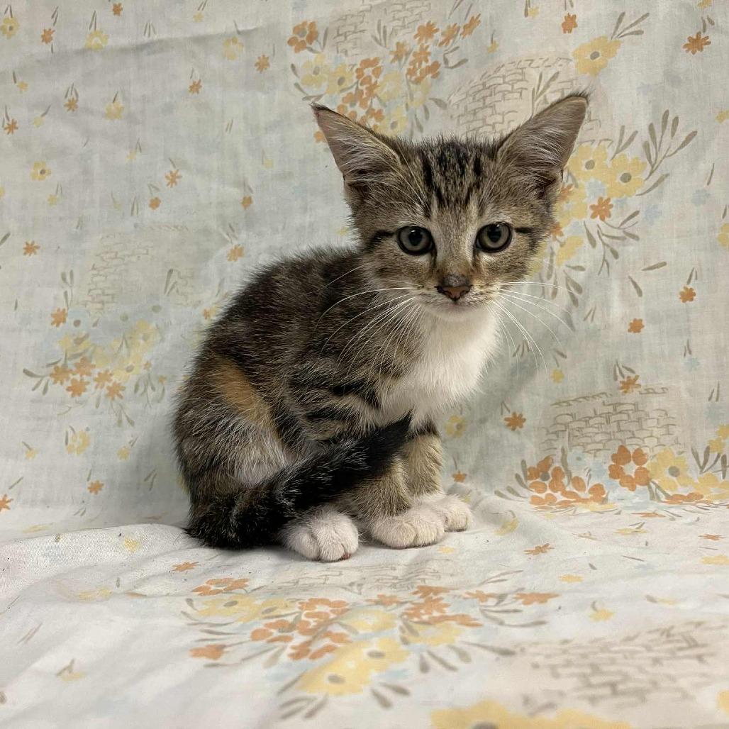 Comet — thumbnail 2