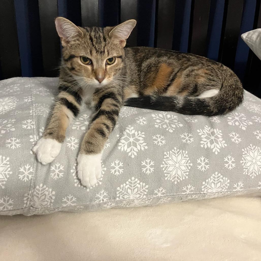 Comet — thumbnail 3