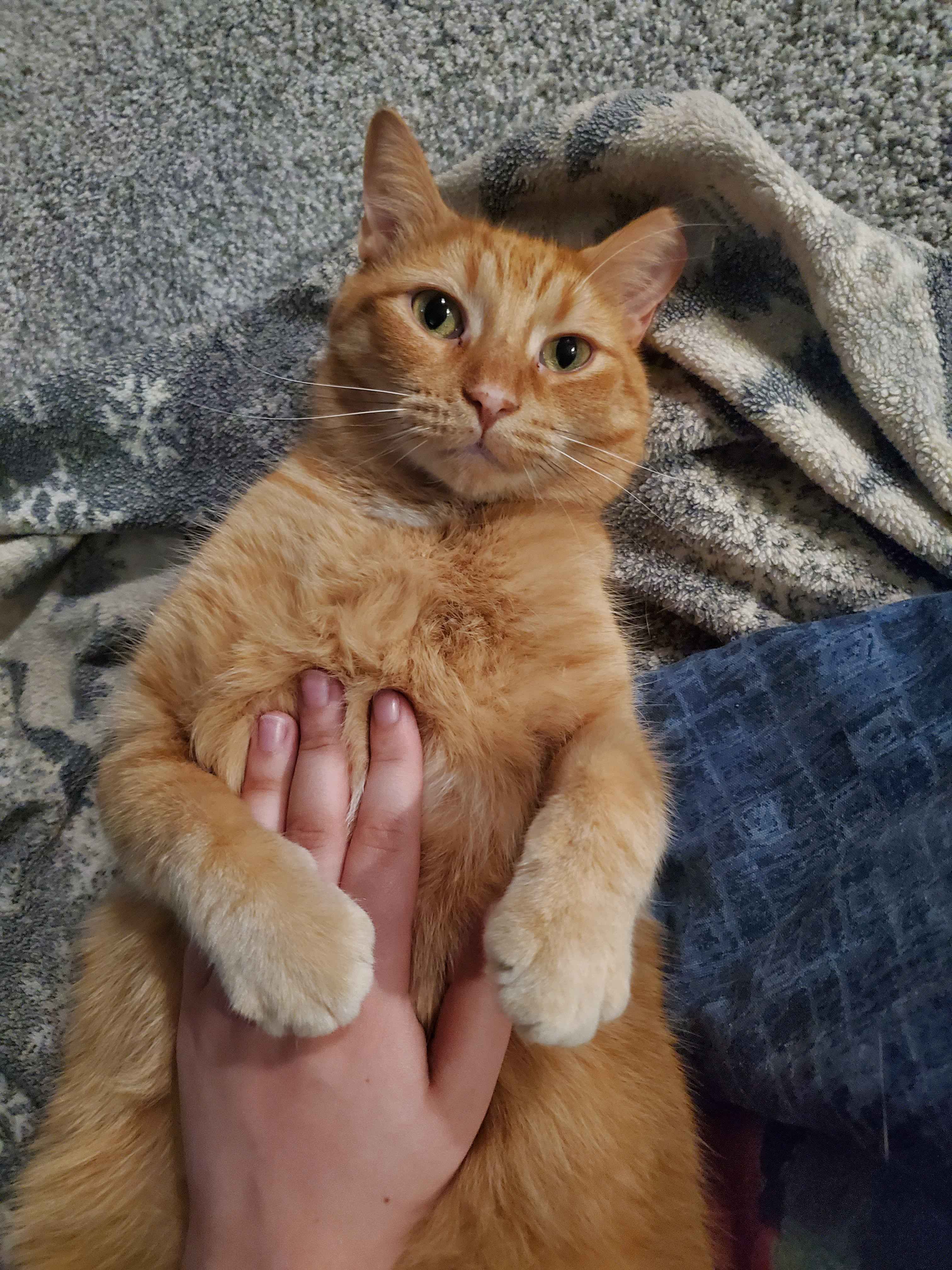 Enlarge Poncho, a Adopted Domestic Short Hair in Waterloo, ON image 2/4