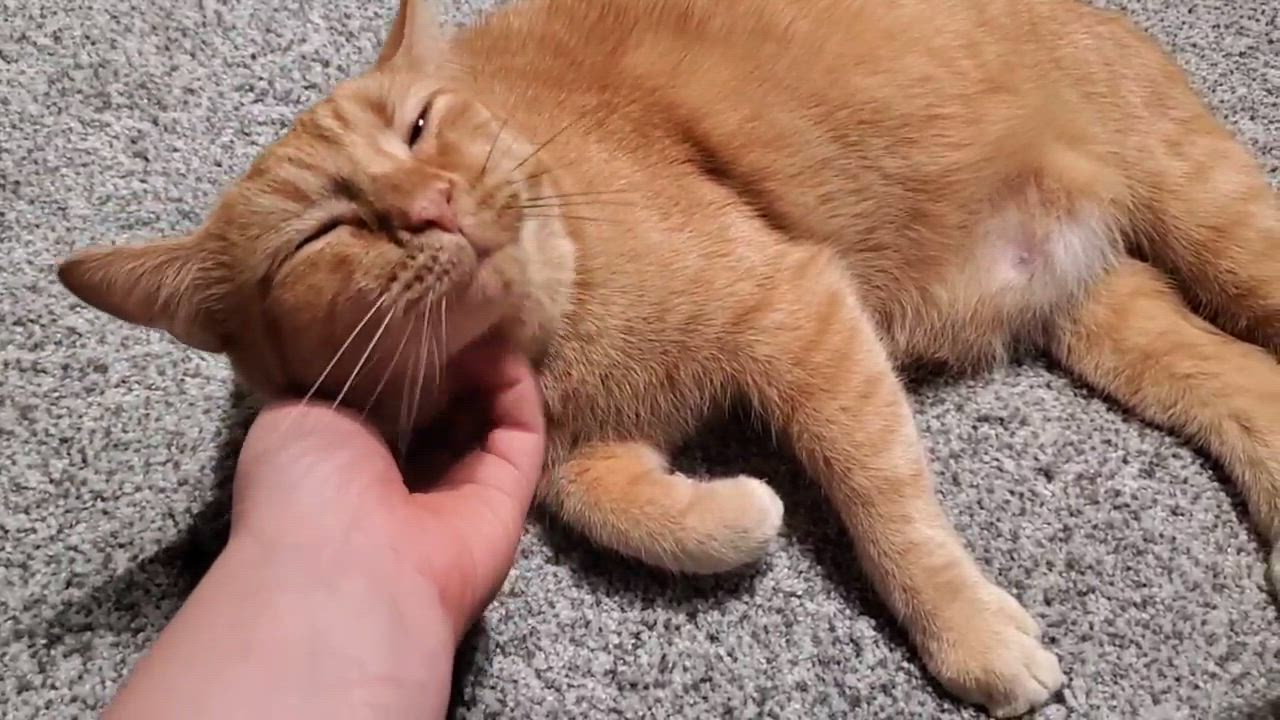 Enlarge Poncho, a Adopted Domestic Short Hair in Waterloo, ON video 3/4
