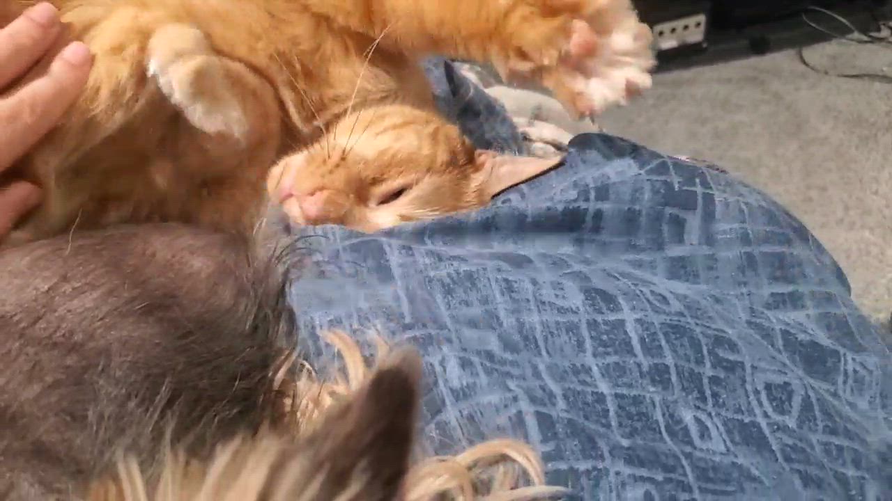 Enlarge Poncho, a Adopted Domestic Short Hair in Waterloo, ON video 4/4