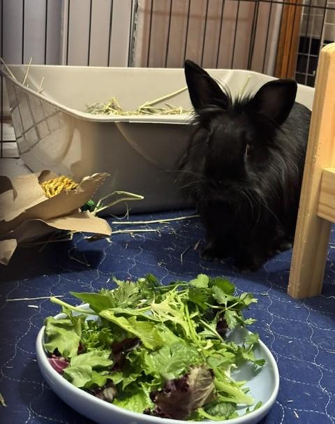 Enlarge Daisy, a Adoptable Lionhead in Westerville, OH image 2/6