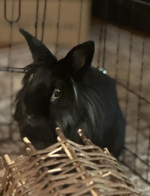 Enlarge Daisy, a Adoptable Lionhead in Westerville, OH image 1/6