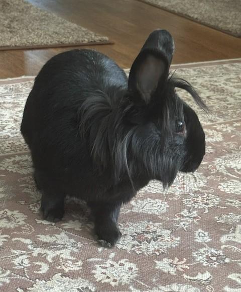 Enlarge Daisy, a Adoptable Lionhead in Westerville, OH image 4/6