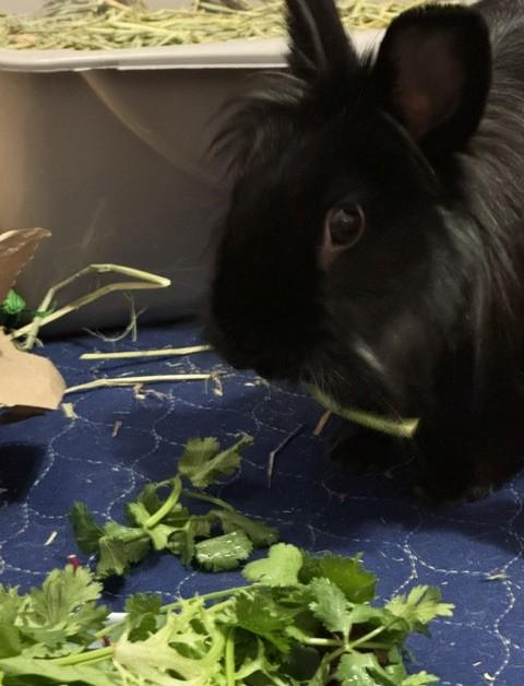 Enlarge Daisy, a Adoptable Lionhead in Westerville, OH image 3/6