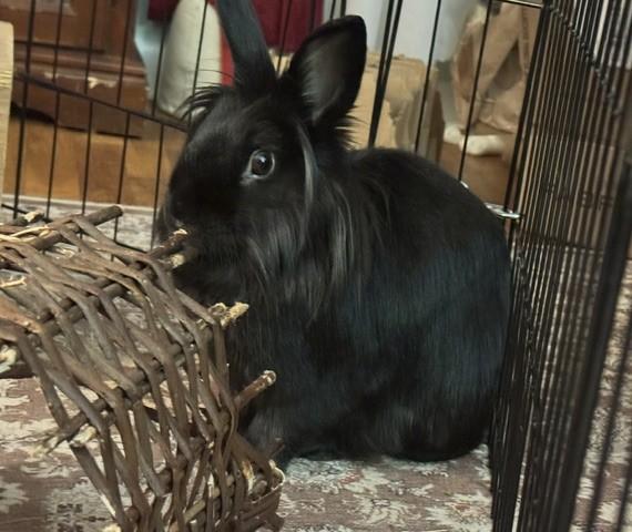 Enlarge Daisy, a Adoptable Lionhead in Westerville, OH image 6/6