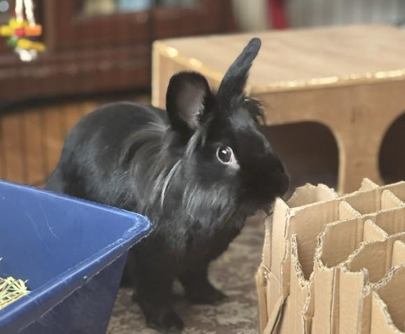 Enlarge Daisy, a Adoptable Lionhead in Westerville, OH image 5/6