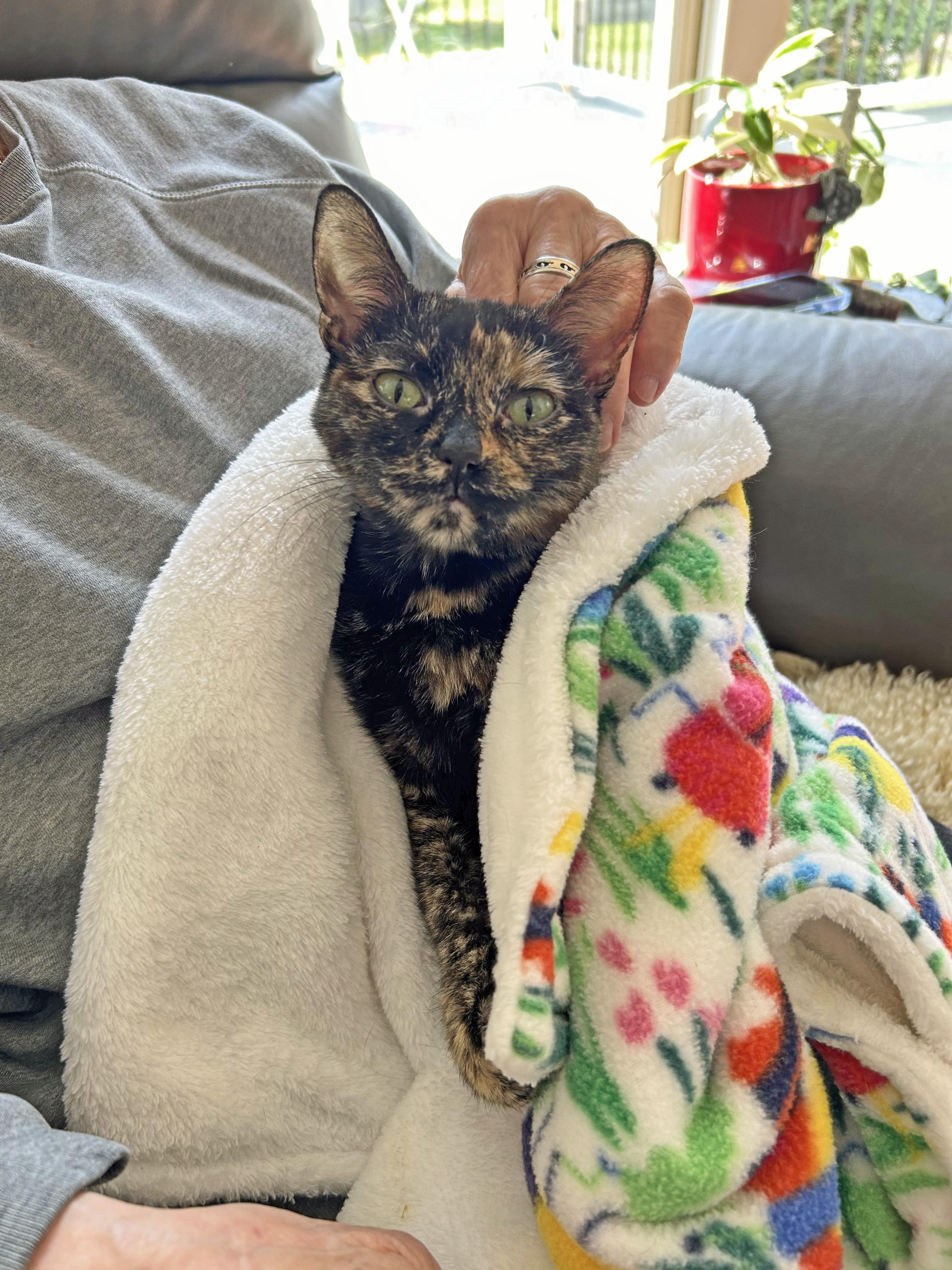 Enlarge SUKI, a ADOPTABLE Tortoiseshell in Albany, NY image 1/4