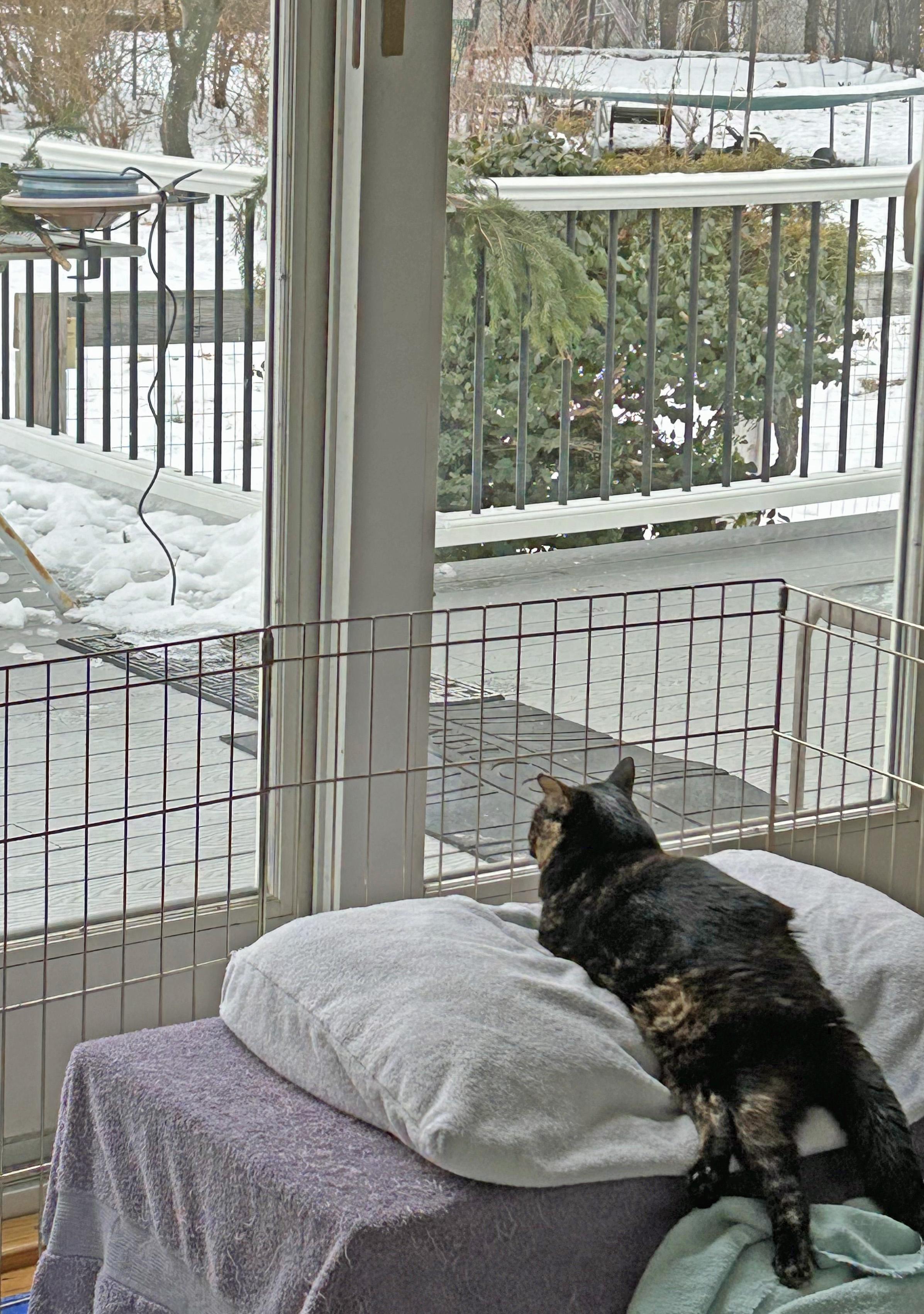 Enlarge SUKI, a ADOPTABLE Tortoiseshell in Albany, NY image 2/4