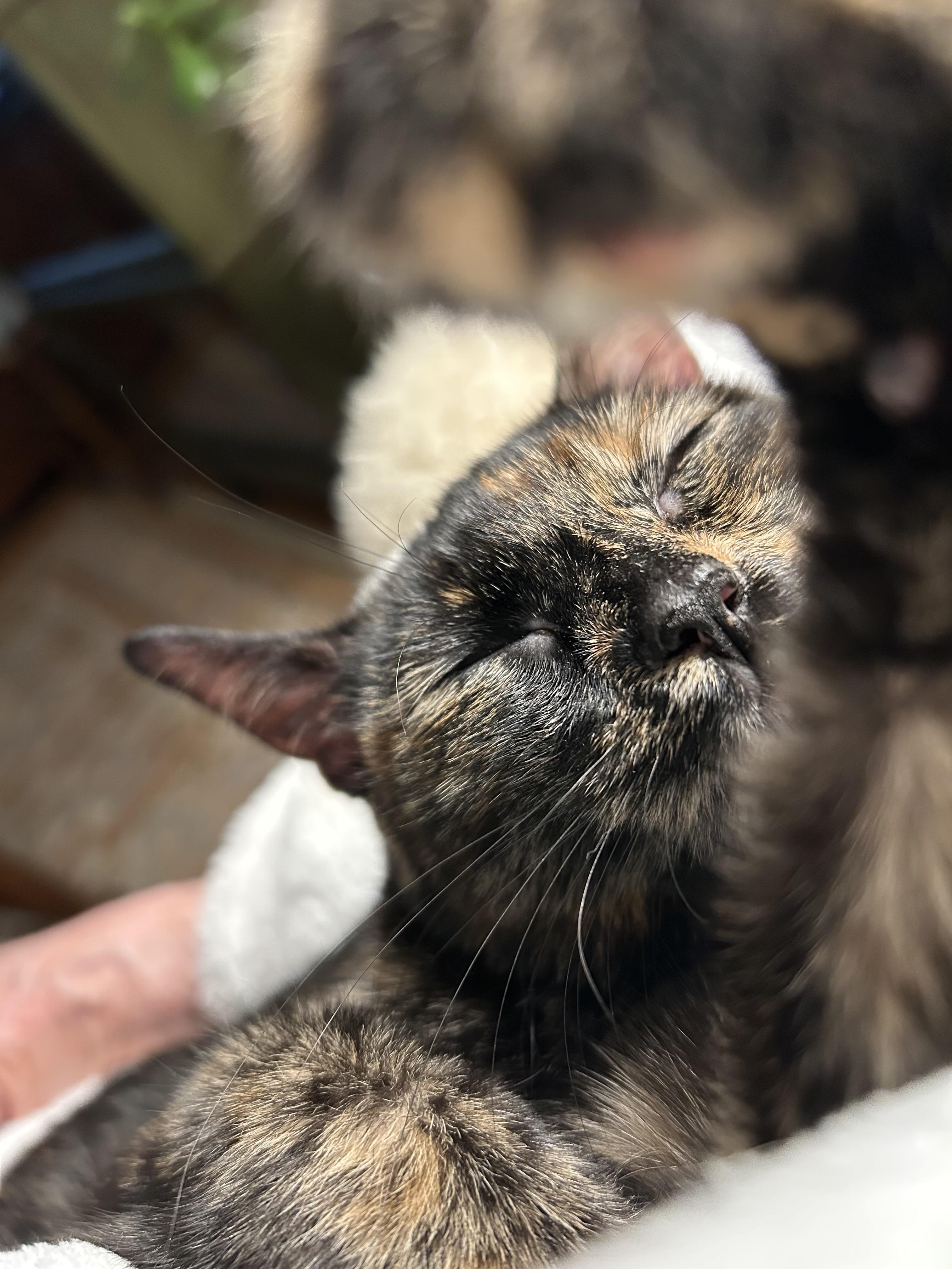 Enlarge SUKI, a ADOPTABLE Tortoiseshell in Albany, NY image 3/4