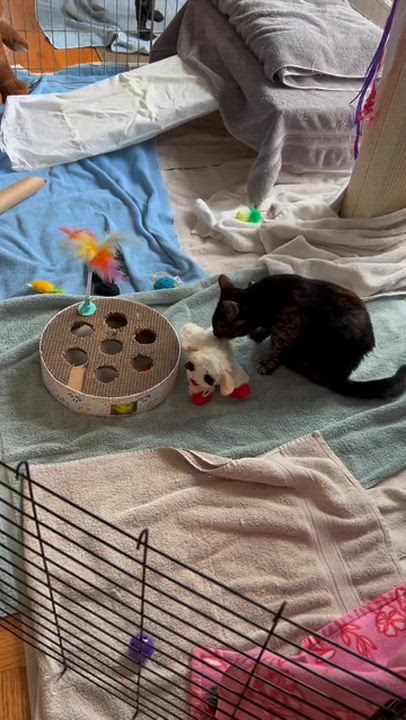 Enlarge SUKI, a ADOPTABLE Tortoiseshell in Albany, NY video 4/4