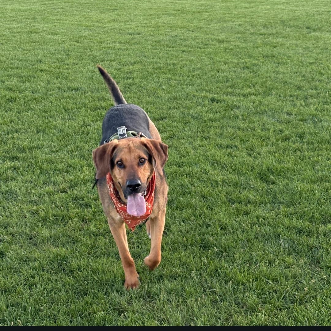 Enlarge Maverick - reduced adoption fee, a ADOPTABLE mixed breed in Gunnison, CO image 2/6