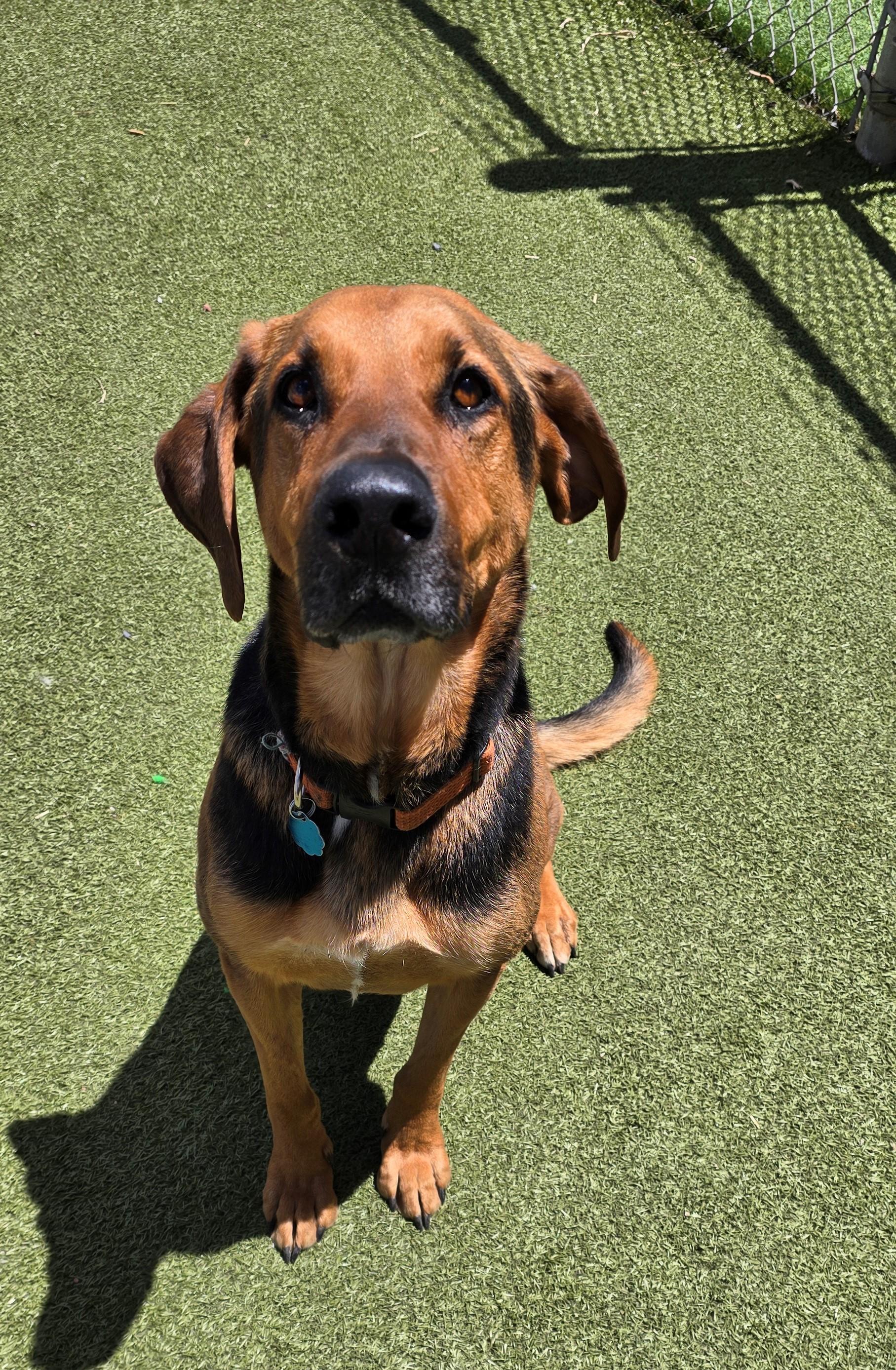 Maverick - reduced adoption fee, ADOPTABLE, Adult Male German Shepherd Dog & Bloodhound.