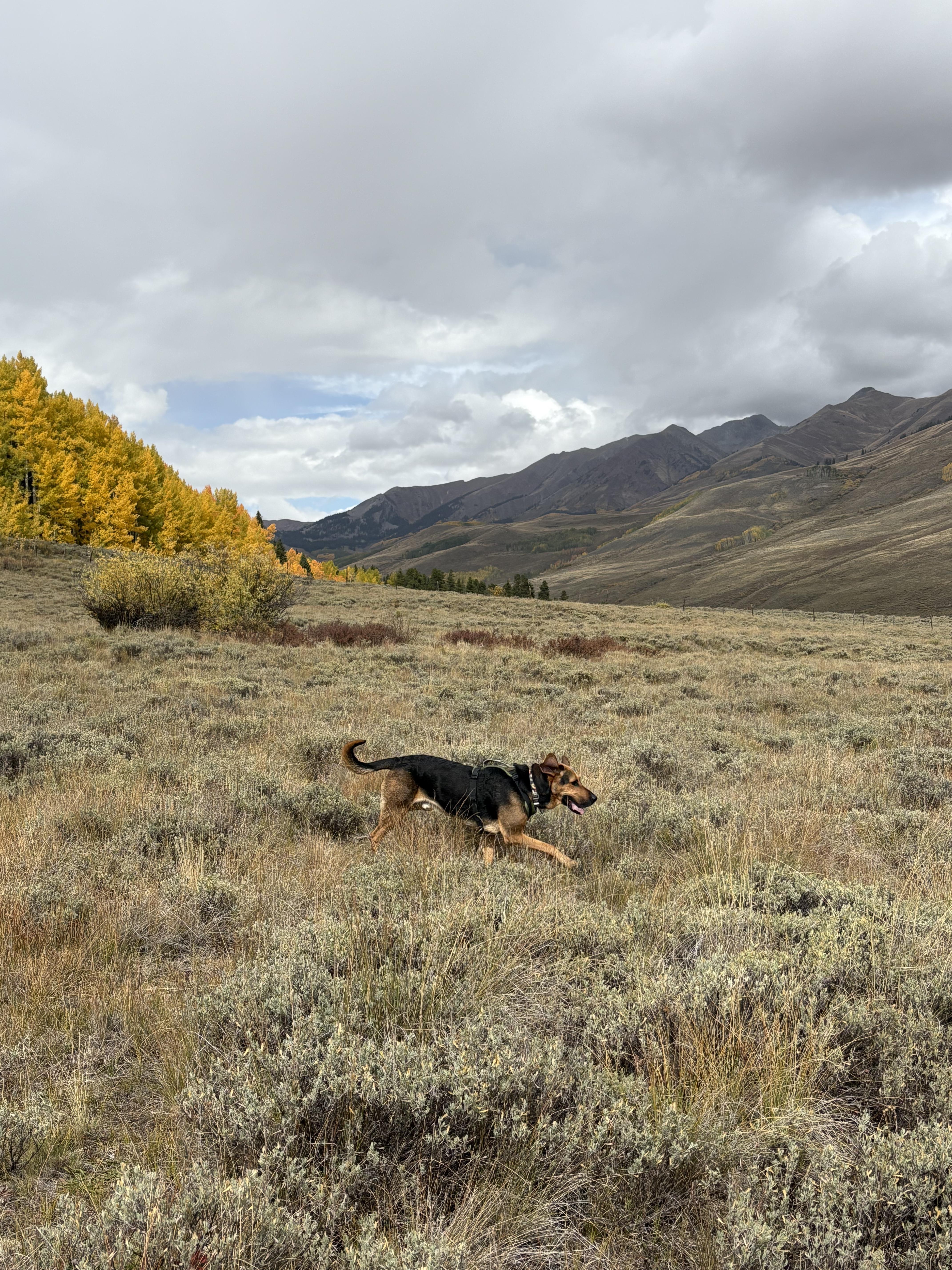 Enlarge Maverick - reduced adoption fee, a ADOPTABLE mixed breed in Gunnison, CO image 3/6